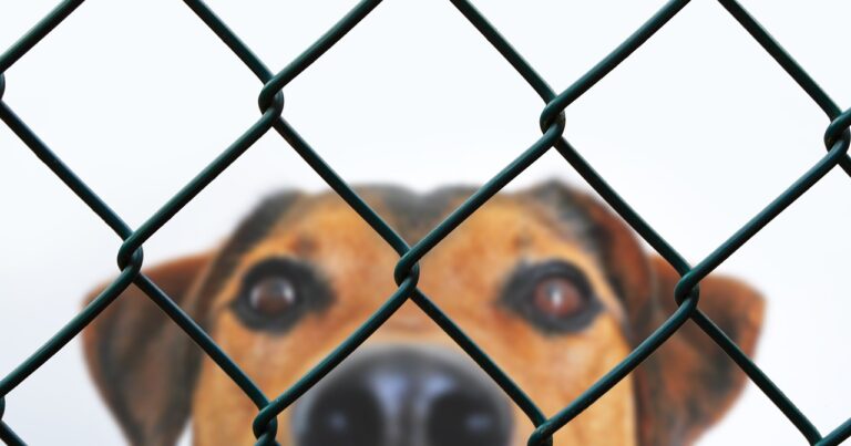 dog, fence, grid-4070621.jpg